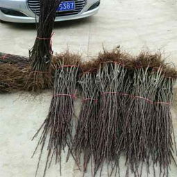 陜西種苗 哈爾濱紅香酥梨樹苗品種齊全，助力果農豐收