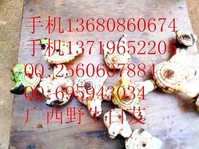 供應(yīng)優(yōu)質(zhì)陜西白及種苗與種子，助力藥材種植產(chǎn)業(yè)發(fā)展