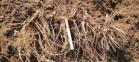 陜西商洛鎮(zhèn)安縣精品蒼術(shù)種苗批發(fā)，助力中藥材產(chǎn)業(yè)發(fā)展