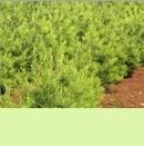 供應(yīng)陜西白皮松 價格、廠家與花卉種苗資源解析