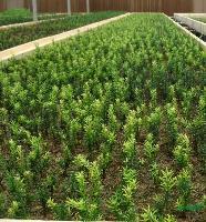 陜西紅豆杉種苗市場報價解析
