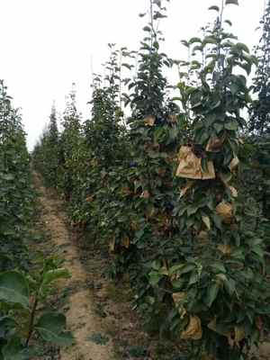 陜西庫爾勒香梨樹苗基地 廠家直供，品質保障，最新報價信息速覽