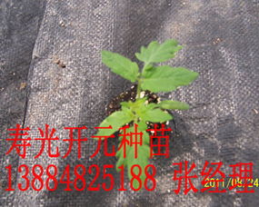 工廠化育苗新標桿 從壽光開元到陜西，番茄種苗產業的升級之路