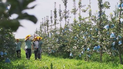 陜西照金咸恒農業科技 讓青砧結出“中國果”，做強陜西種苗