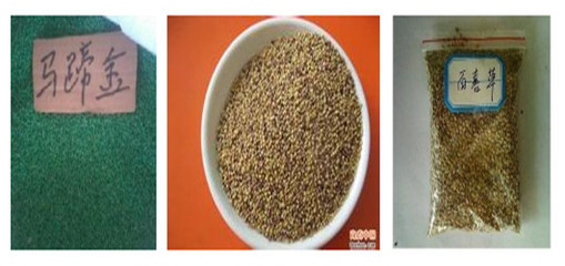 陜西省小葉雞爪槭種子市場概況 價格、供應商與種苗資源探析