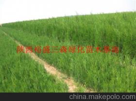 陜西綠化苗木供應商、價格行情及主要批發市場全解析