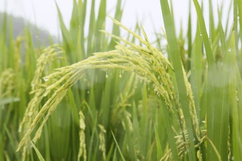 農(nóng)科人員冒雨指導水稻生產(chǎn)，科技力量護航惠州糧食安全