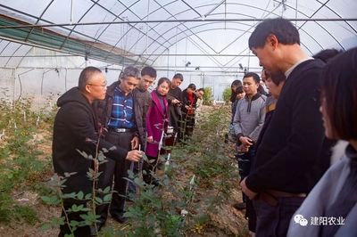 田間地頭的生動課堂 建陽區農技培訓“搬進”農業企業，賦能鄉村振興