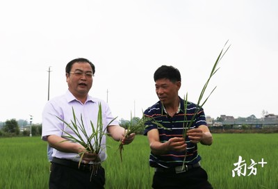 省早稻技術(shù)專家組在惠州首次亮相,&ldquo;線上農(nóng)技&rdquo;服務(wù)上萬種植戶
