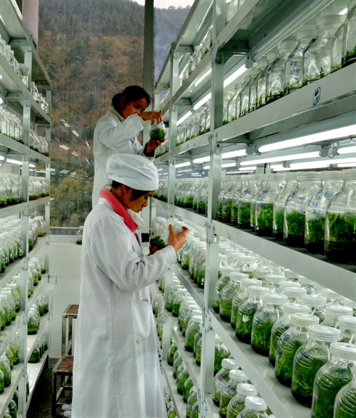 中央財(cái)政林業(yè)科技推廣示范資金在廣西的實(shí)踐與農(nóng)業(yè)技術(shù)研究路徑探析